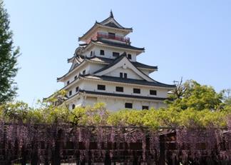 ふじ棚越しの「唐津城」